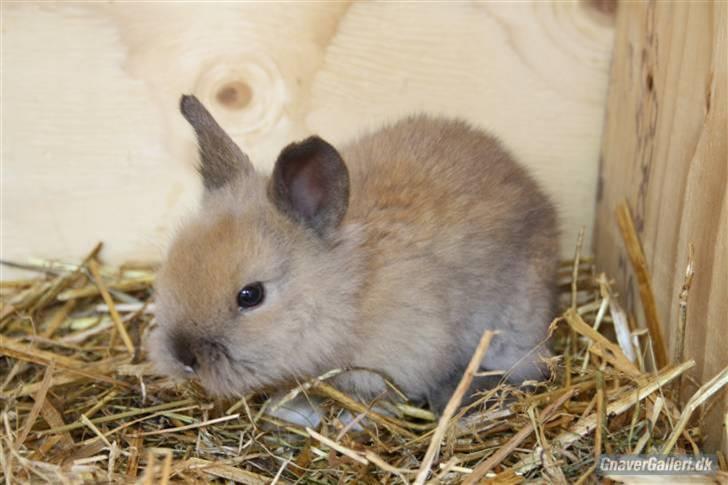 Kanin Solbakke´s Luna - Solbakke/Opdrætter har taget billede  billede 7
