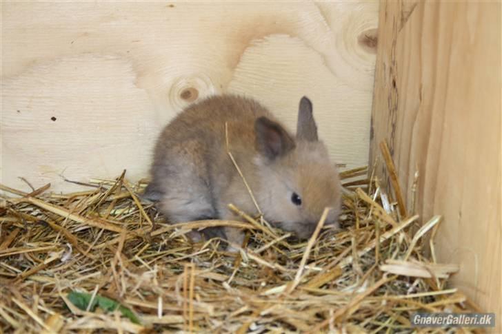 Kanin Solbakke´s Luna - Solbakke/Opdrætter har taget billede  billede 8