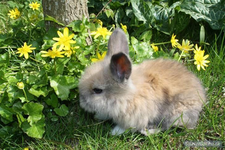 Kanin Solbakke´s Luna - Solbakke/Opdrætter har taget billede  billede 9