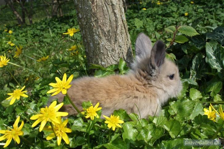 Kanin Solbakke´s Luna - Solbakke/Opdrætter har taget billede  billede 10