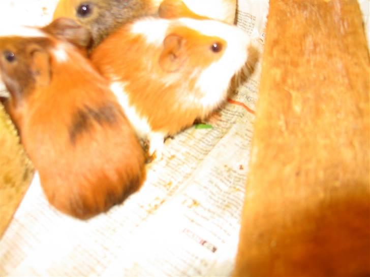 Marsvin Mini Lulu billede 1