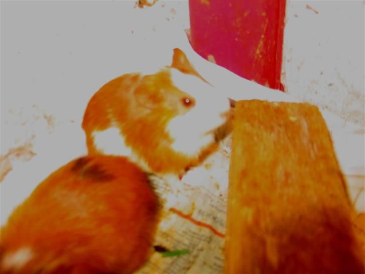 Marsvin Mini Lulu billede 2