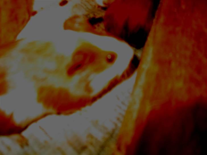 Marsvin Mini Lulu billede 3