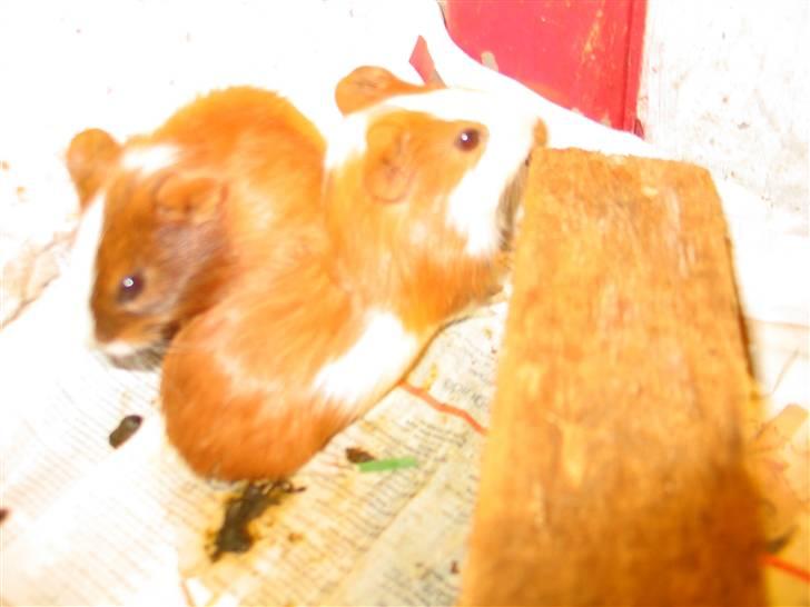 Marsvin Mini Lulu billede 4