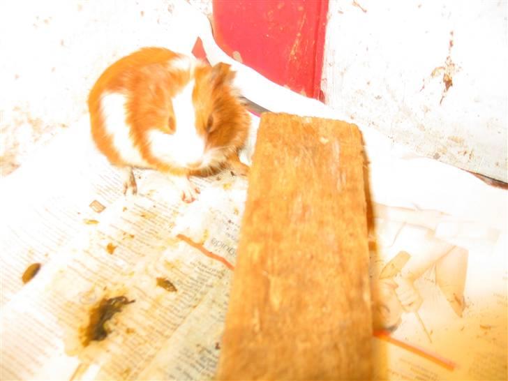 Marsvin Mini Lulu billede 5