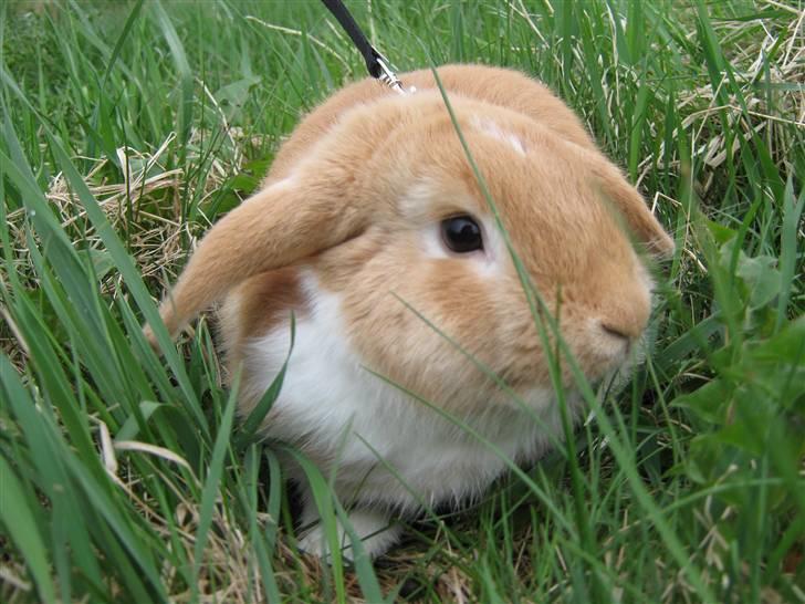 Kanin Alfred billede 11