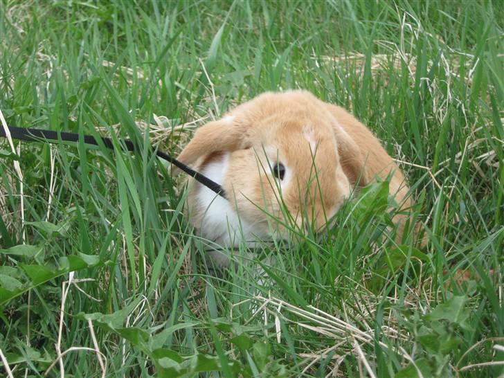 Kanin Alfred billede 12