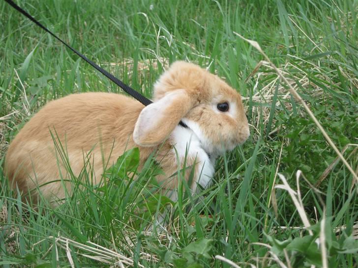 Kanin Alfred billede 13