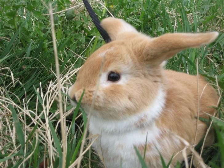 Kanin Alfred billede 14