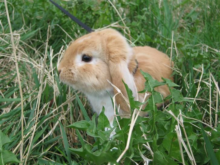 Kanin Alfred billede 15