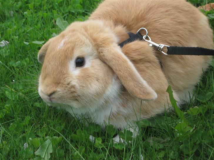 Kanin Alfred billede 16