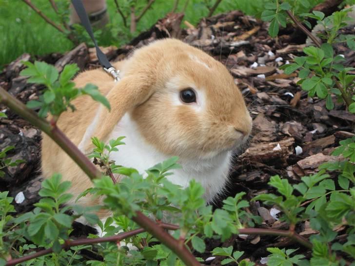 Kanin Alfred billede 17