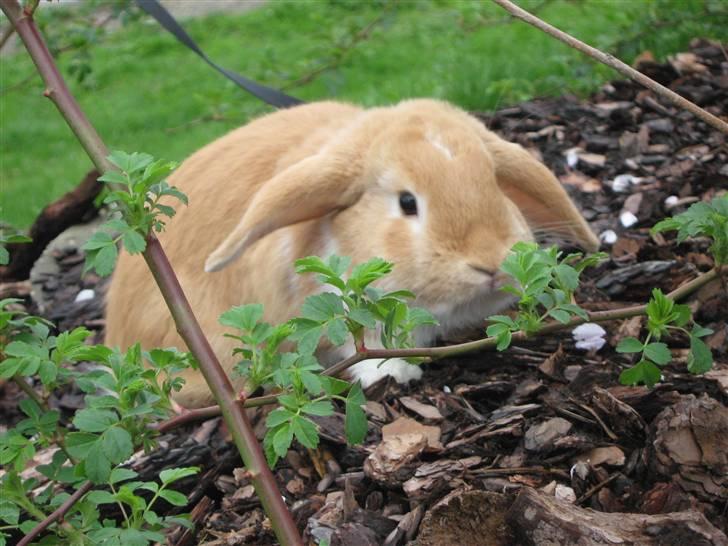 Kanin Alfred billede 18