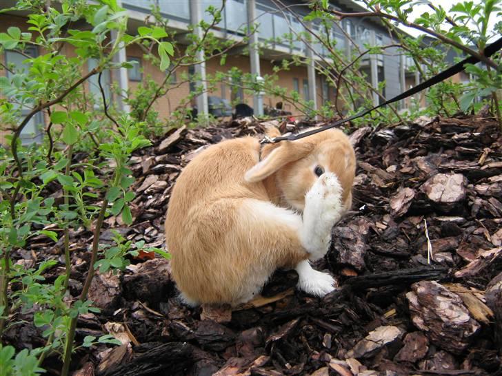 Kanin Alfred billede 19