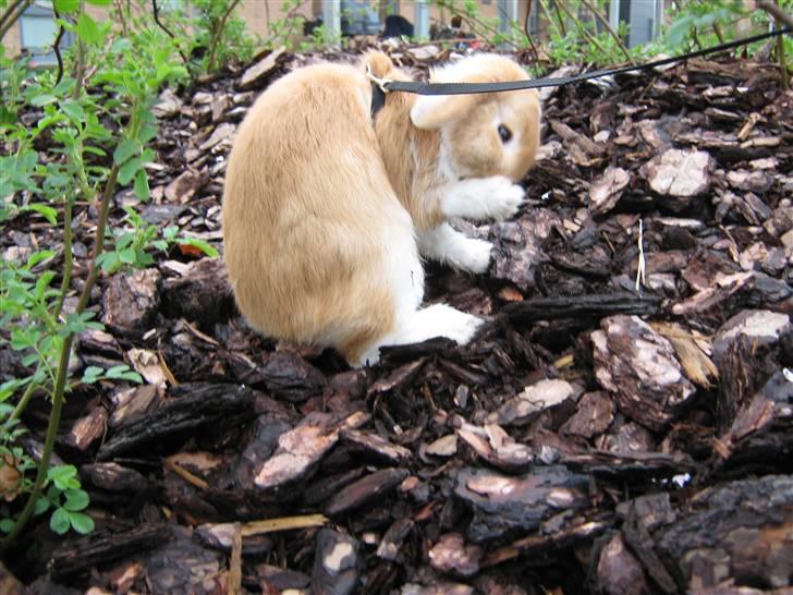 Kanin Alfred billede 20