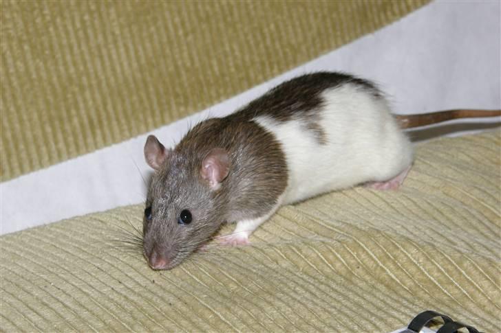 Tamrotte Incendia †Ichabod Crane† billede 1