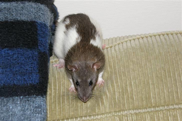 Tamrotte Incendia †Ichabod Crane† billede 2