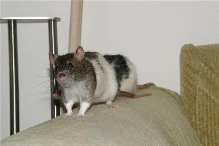 Tamrotte Incendia †Ichabod Crane† billede 3