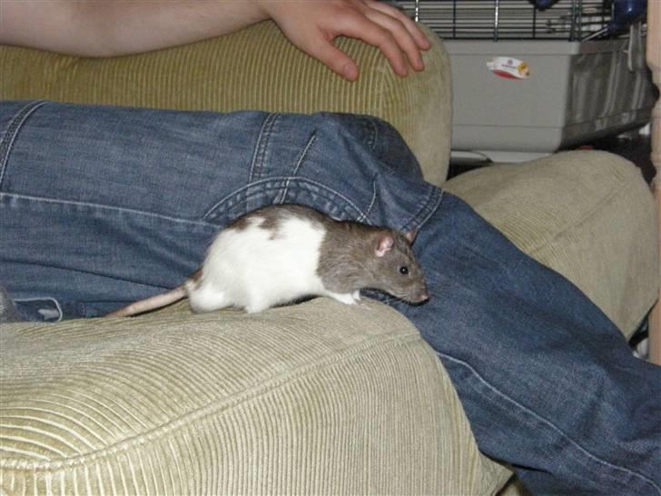 Tamrotte Incendia †Ichabod Crane† billede 4