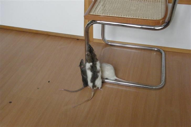 Tamrotte Incendia †Ichabod Crane† billede 5