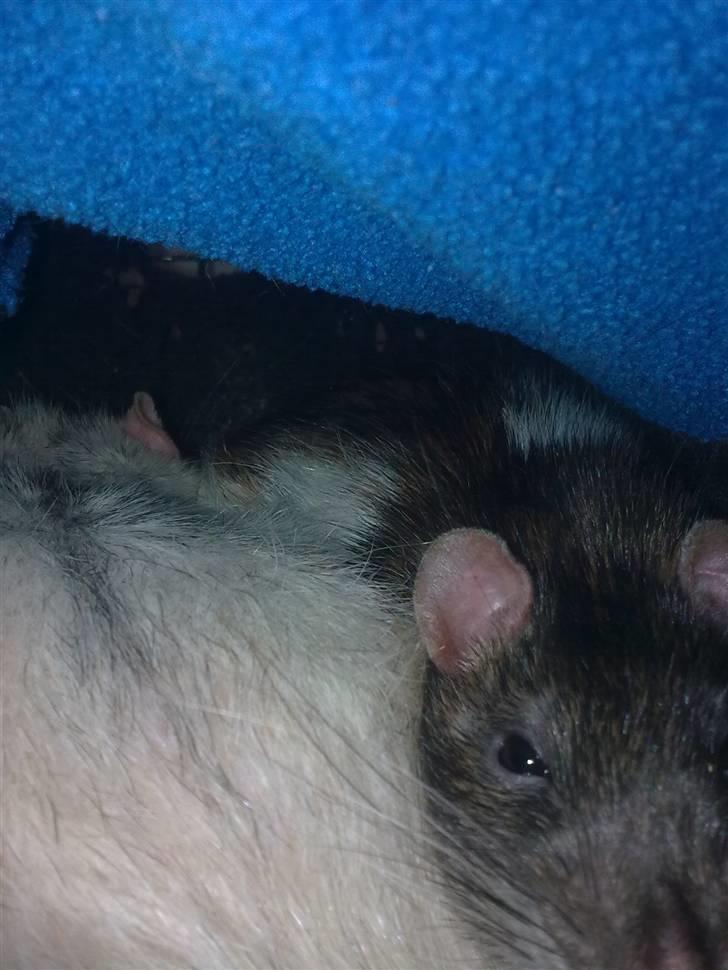 Tamrotte Incendia †Ichabod Crane† billede 6