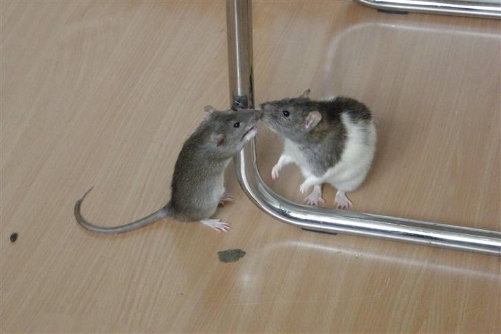 Tamrotte Incendia †Ichabod Crane† billede 7