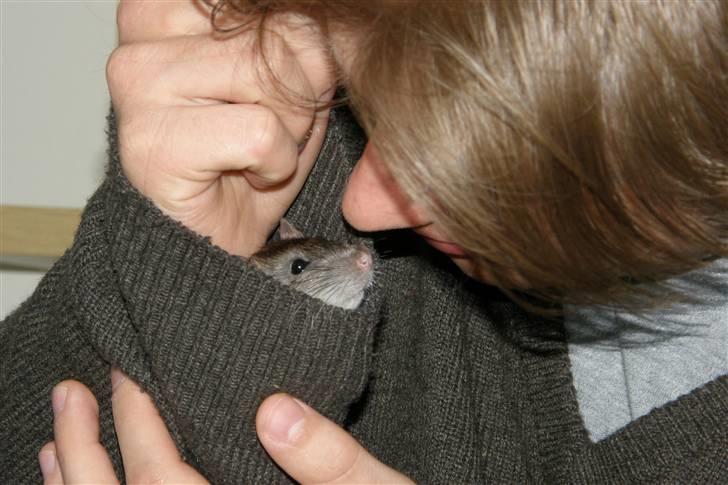 Tamrotte Incendia †Ichabod Crane† billede 8