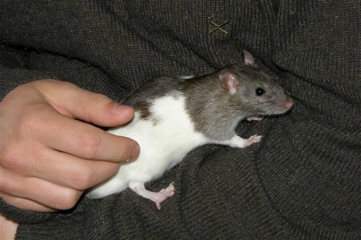 Tamrotte Incendia †Ichabod Crane† billede 9