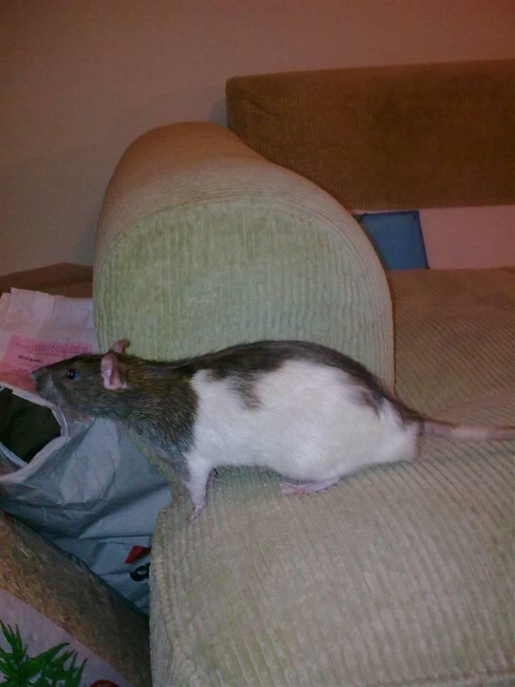 Tamrotte Incendia †Ichabod Crane† billede 11