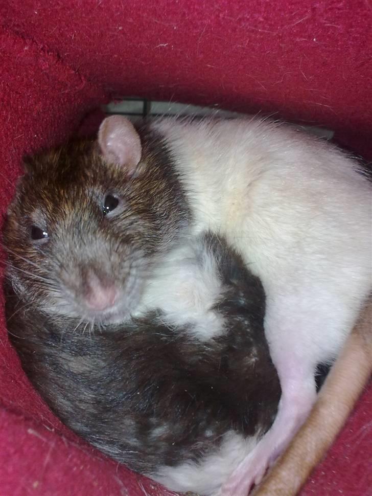 Tamrotte Incendia †Ichabod Crane† billede 12