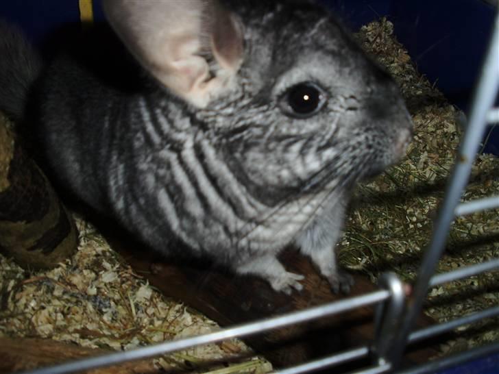 Chinchilla Muffegårdens Olga billede 8