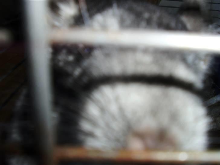 Chinchilla Muffegårdens Olga billede 9