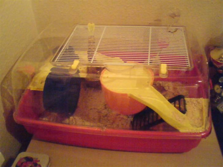 Hamster Rofus (langhåret) - hans bur (; billede 13