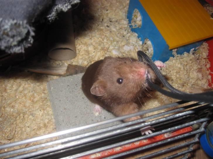Hamster Malthes Brownie - December 2010 billede 5
