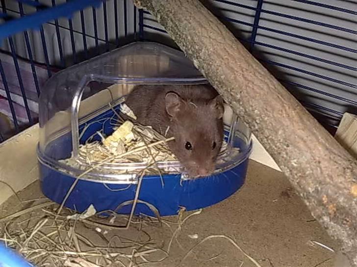 Hamster Malthes Brownie billede 14