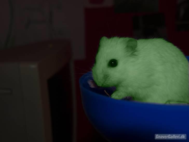 Dværghamster Findus. Død. :/ - Så er Findus blevet grøn med en farve spray. Ejj jeg har bare redigeret det :D Det vil jeg også gerne gøre ved dit dyr hvis det er :D billede 18