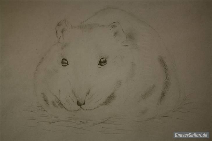 Dværghamster Findus. Død. :/ - Tak for tegningen Marie G :D billede 19