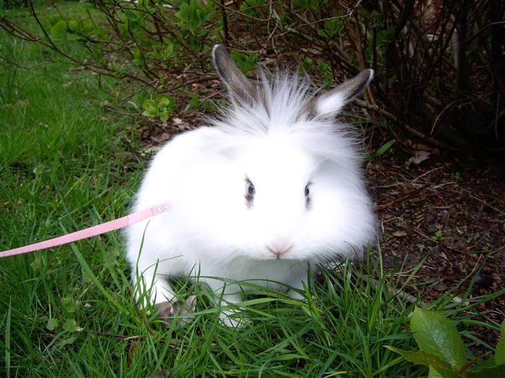 Kanin Fnug - Nu med unger :) billede 1