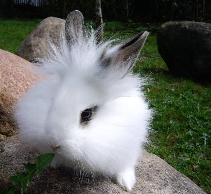 Kanin Fnug - Nu med unger :) billede 2