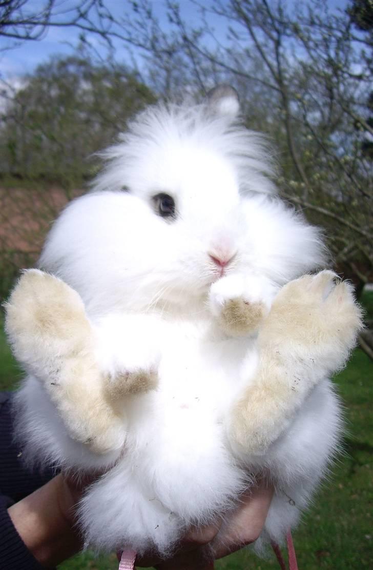 Kanin Fnug - Nu med unger :) billede 3