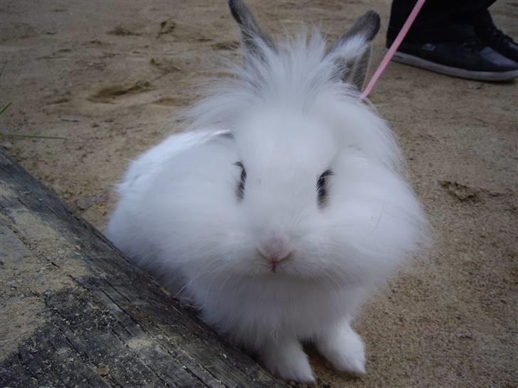 Kanin Fnug - Nu med unger :) billede 4