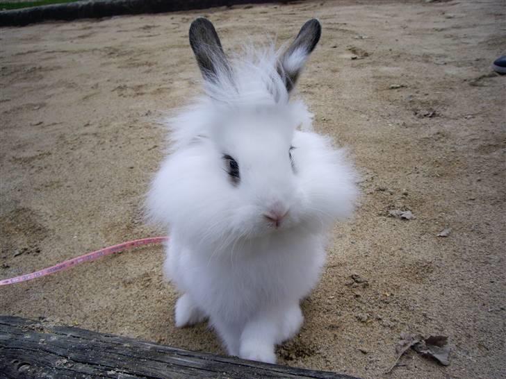 Kanin Fnug - Nu med unger :) billede 5