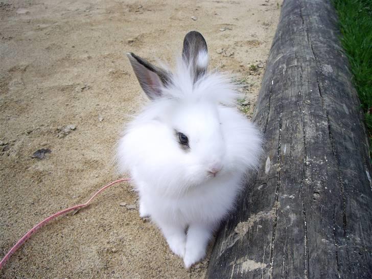 Kanin Fnug - Nu med unger :) billede 6