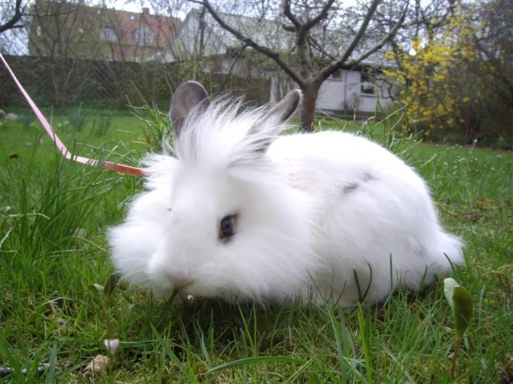 Kanin Fnug - Nu med unger :) billede 7