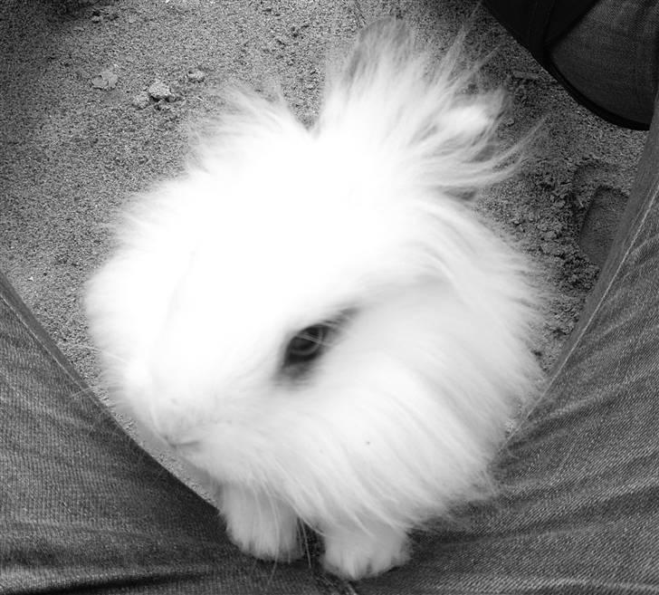 Kanin Fnug - Nu med unger :) billede 8