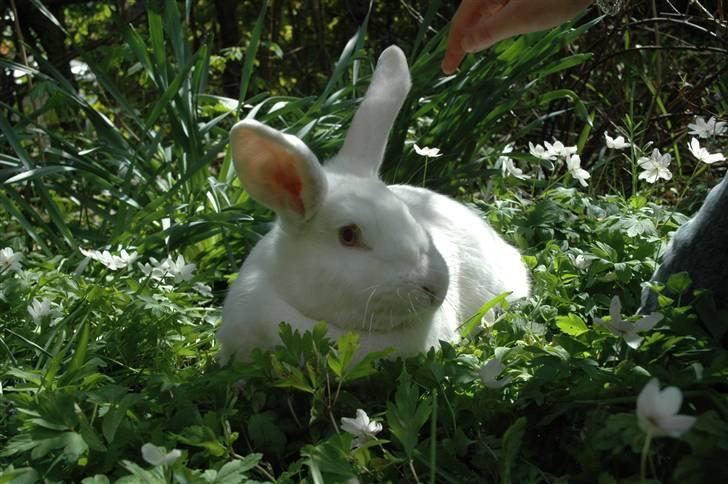 Kanin Mira billede 15