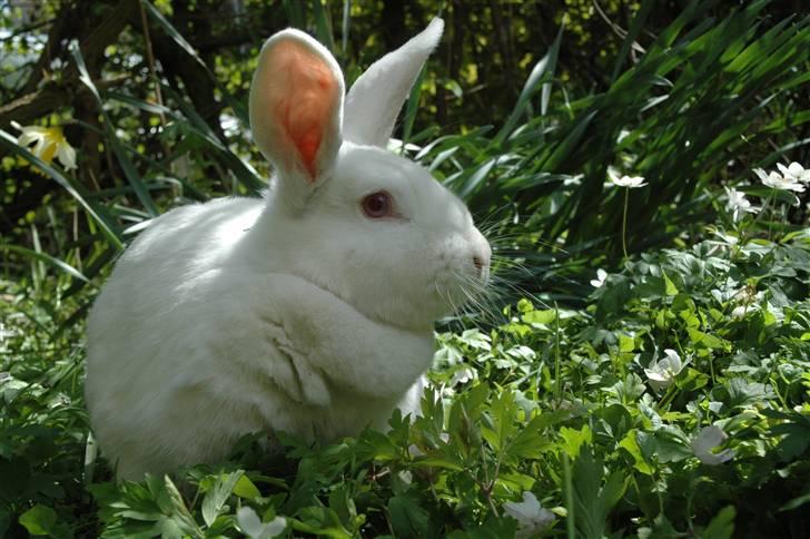 Kanin Mira billede 16