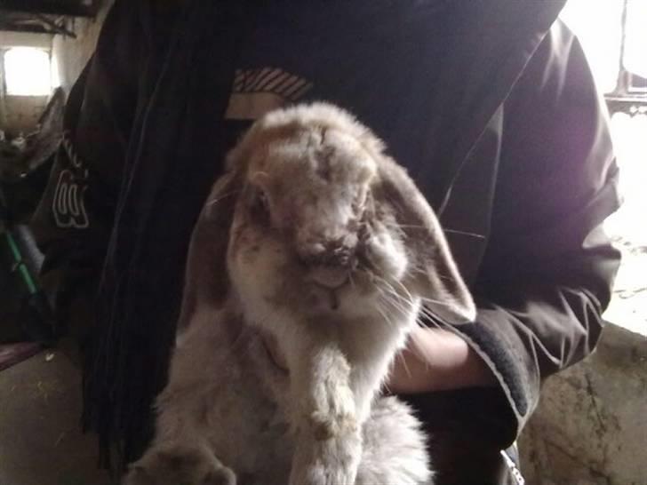 Kanin Nuser R.I.P. billede 2
