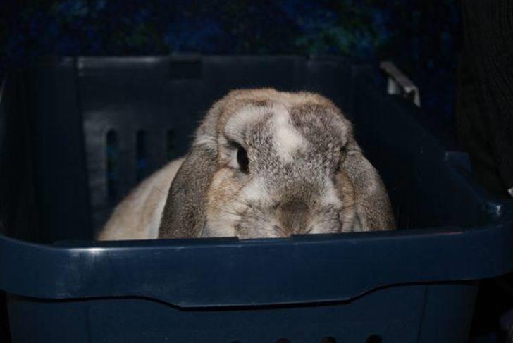 Kanin Ronja Elsket og savnet - Sådan er vi pakket når vi er på vej til stævner billede 14