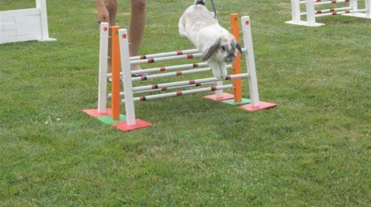 Kanin Ronja Elsket og savnet - Så er vi sørme til stævne billede 15